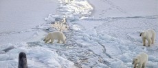 Polar bears besiege a remote outpost in the Arctic, trapping Russian meteorologists.