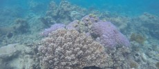 Bleached and stressed coral on the Great Barrier Reef.