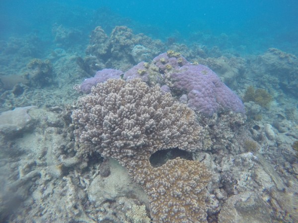 Bleached and stressed coral on the Great Barrier Reef.