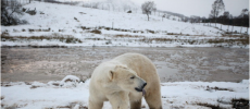 A Polar Bear in the Arctic