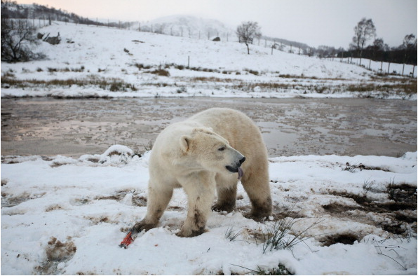 A Polar Bear in the Arctic