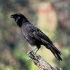 The Hawaiian Crow (Corvus hawaiiensis) can use sticks to obtain food.