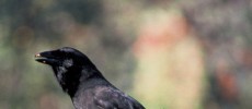 The Hawaiian Crow (Corvus hawaiiensis) can use sticks to obtain food.