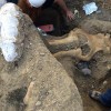 Rare Mammoth Fossil Excavated at Channel Islands National Park