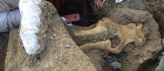 Rare Mammoth Fossil Excavated at Channel Islands National Park