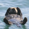 A sea otter at Morro Bay, California.