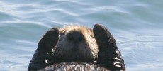 A sea otter at Morro Bay, California.