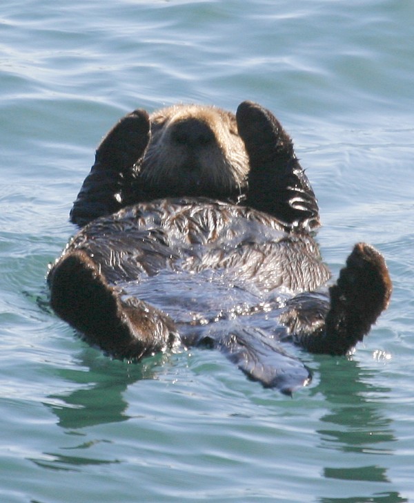 A sea otter at Morro Bay, California.