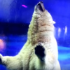 Pizza, the world's saddest Polar Bear, tries to escape the Grandview Aquarium. 