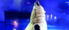 Pizza, the world's saddest Polar Bear, tries to escape the Grandview Aquarium. 