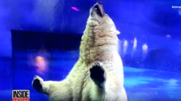 Pizza, the world's saddest Polar Bear, tries to escape the Grandview Aquarium. 