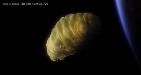 Tardigrades are indestructible creatures that can survive in space.