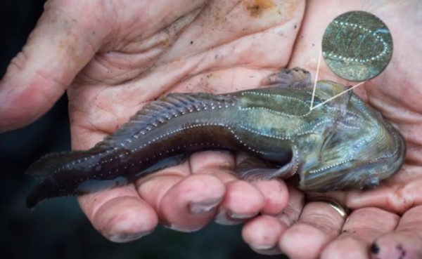 This species of fish are to blame for "generator-like" noise complaints in Sausalito, CA.