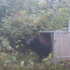 Animals Asia has released Rainbow the Moon Bear back into the wild.