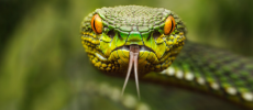 Snake venom has been developed into a drug to treat Alzheimer's and Parkinson's disease.