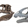Theropod dinosaur skulls showing unornamented (Acrocanthosaurus NCMS 14345, left) and ornamented (Cryolophosaurus FMNH PR 1821, right) styles.