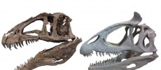 Theropod dinosaur skulls showing unornamented (Acrocanthosaurus NCMS 14345, left) and ornamented (Cryolophosaurus FMNH PR 1821, right) styles.