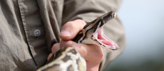 Scientists have recorded two snakes fighting each other in a rare video.