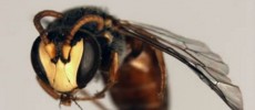 Hylaeus, yellow faced bee from Hawaii