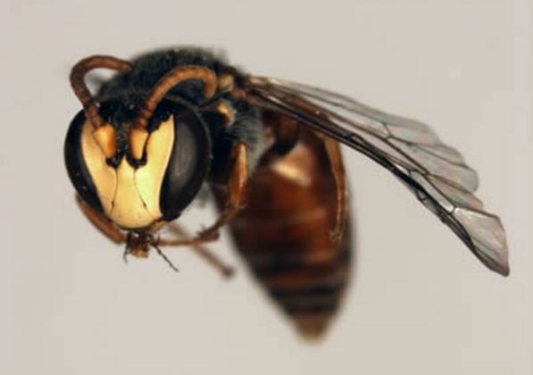 Hylaeus, yellow faced bee from Hawaii