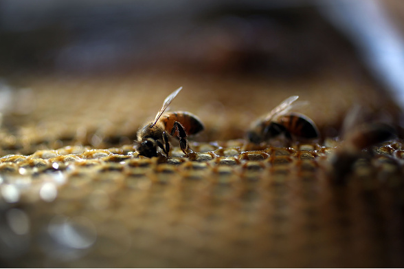 Seven species of bees have been listed as endangered.