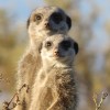 Meerkats have been ranked as the number one 