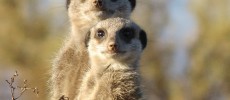 Meerkats have been ranked as the number one 