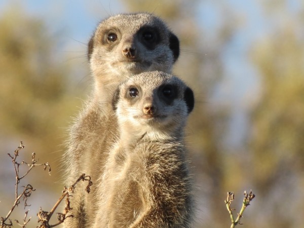 Meerkats have been ranked as the number one "murderous" mammals species in the world.