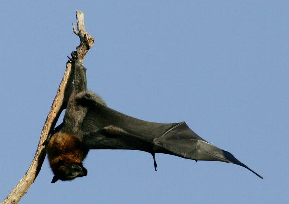 Scientists say that bats are one of the most dangerous animals in the world.