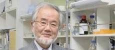 Japanese Scientist Yoshinori Ohsumi studied 