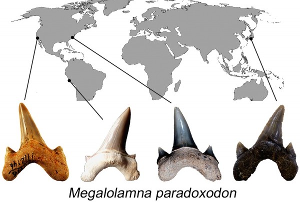 The new shark species named ‘paradoxodon,’ or paradoxical teeth, comes from the fact that the shark appears to have emerged suddenly in the geologic record with a yet unresolved nearly 45-million-year gap from when Megalolamna possibly split from its clos
