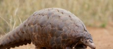 Pangolins are considered as a delicacy in Asia where the species is threatened with extinction.