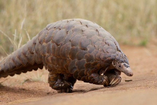 Pangolins are considered as a delicacy in Asia where the species is threatened with extinction.