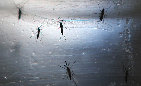 Scientist say that developing a vaccine for the Zika virus is possible.