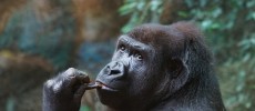 This gorilla can anticipate what you are thinking or your next action.