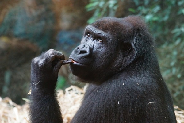 This gorilla can anticipate what you are thinking or your next action.