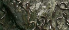 A new study has shed light on the migratory behavior of eels.