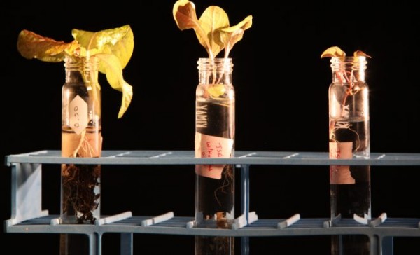Florida Tech researchers and NASA scientists grow lettuce with Martian soil.