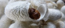 A silkworm in its cocoon.