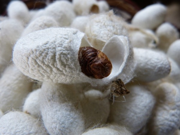 A silkworm in its cocoon.