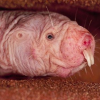 The naked mole rat is pain resistant. 