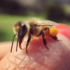 Scientists have discovered that bees have the ability to learn and teach skills.