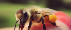 Scientists have discovered that bees have the ability to learn and teach skills.