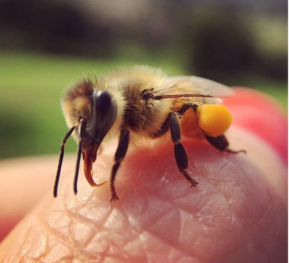 Scientists have discovered that bees have the ability to learn and teach skills.
