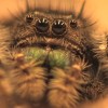 Spiders can hear you despite the fact that they do not have ears.