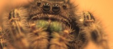 Spiders can hear you despite the fact that they do not have ears.