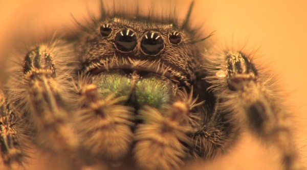 Spiders can hear you despite the fact that they do not have ears.