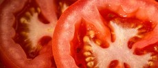 Supermarket or store bought tomatoes do not just taste bland but they are also bred and altered genetically that their natural flavor chemicals are virtually gone.