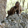 Wild-bearded capuchin monkey in Serra da Capivara National Park, Brazil, unintentionally creating fractured flakes and cores.