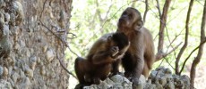 Wild-bearded capuchin monkey in Serra da Capivara National Park, Brazil, unintentionally creating fractured flakes and cores.